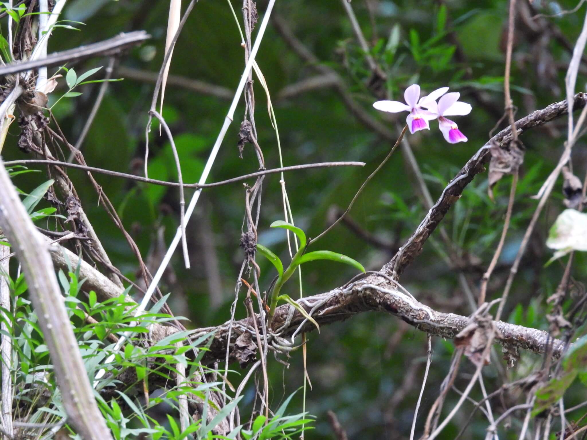 Barkeria uniflora
